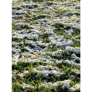 初冬,草地,白雪