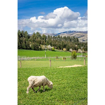 新西兰,皇后镇,养殖,牧场,羊驼